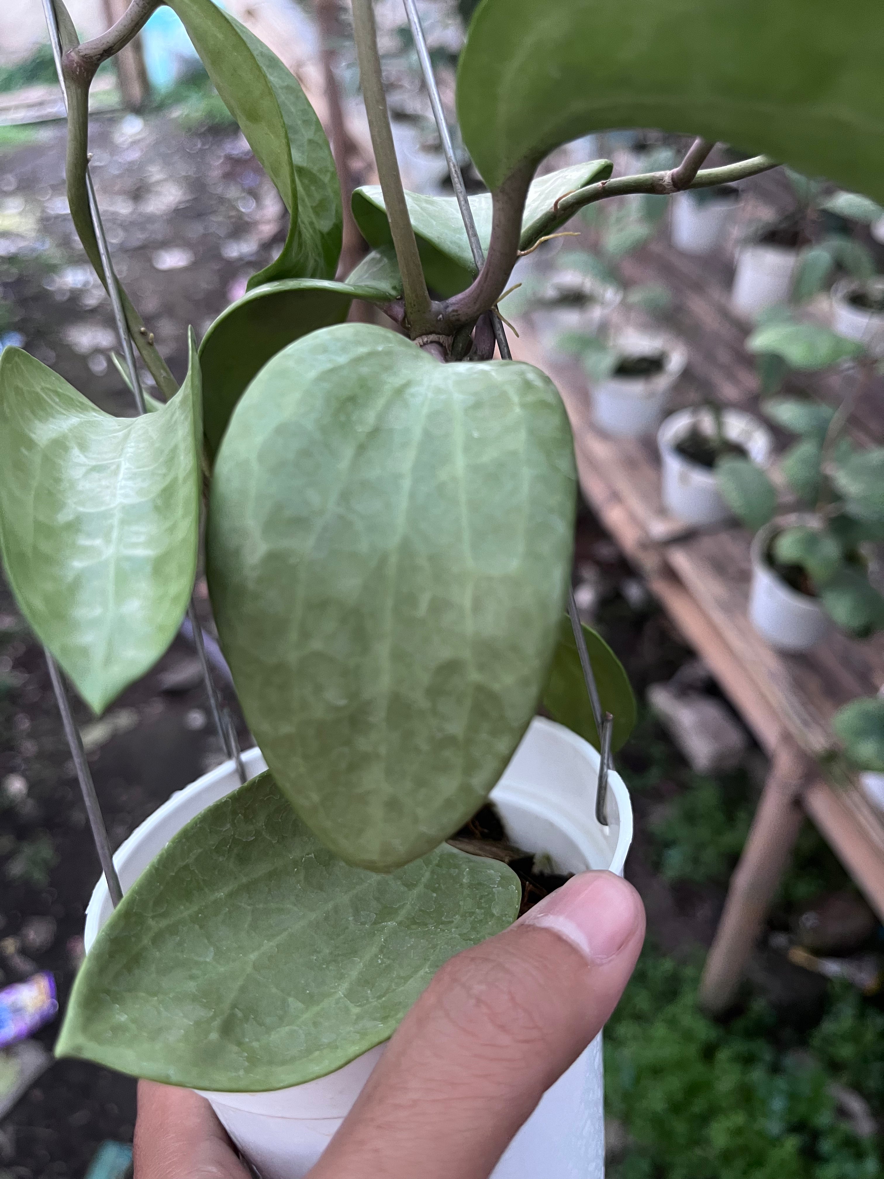 Hoya Latifolia Fillea