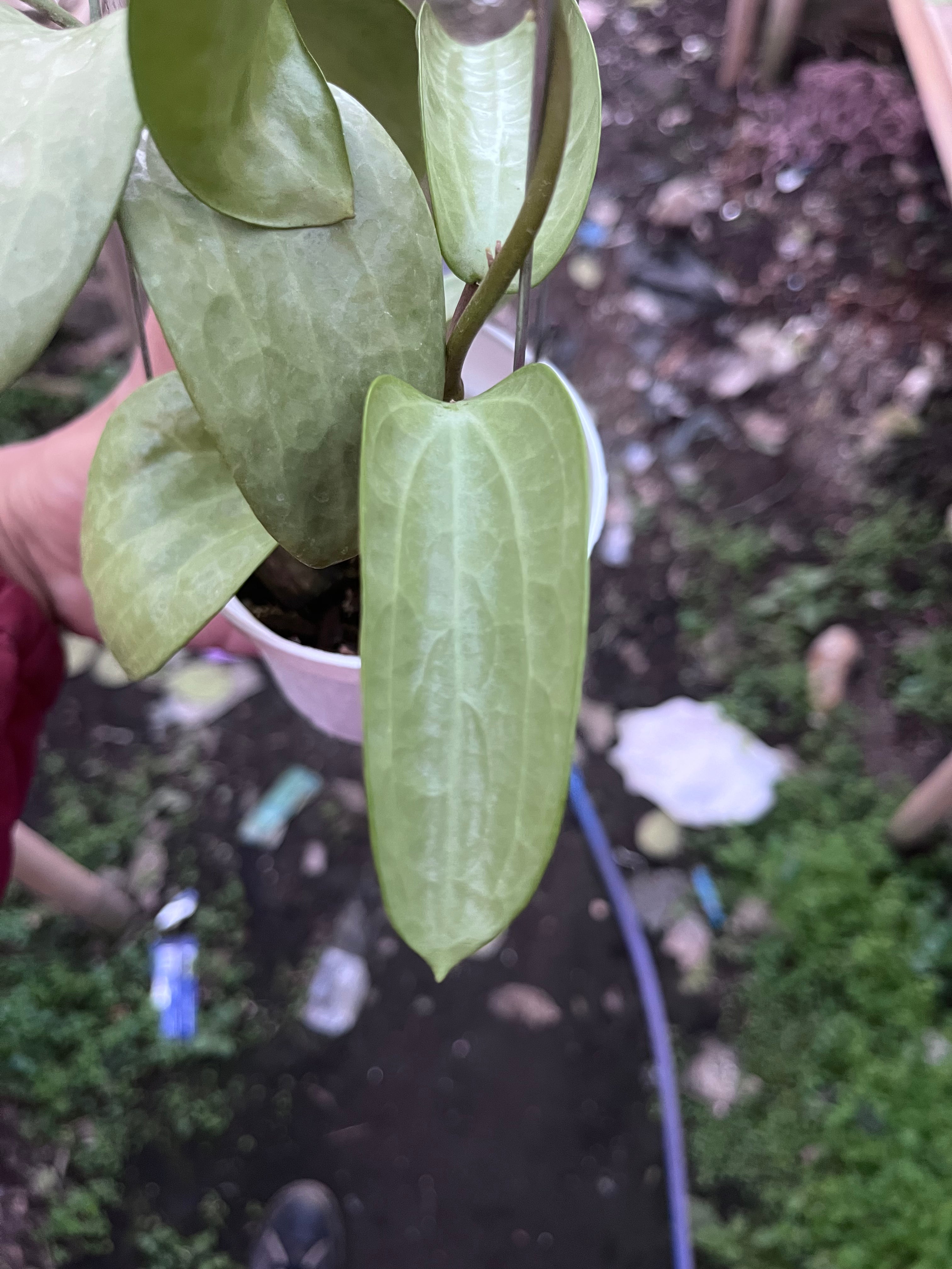 Hoya Latifolia Fillea