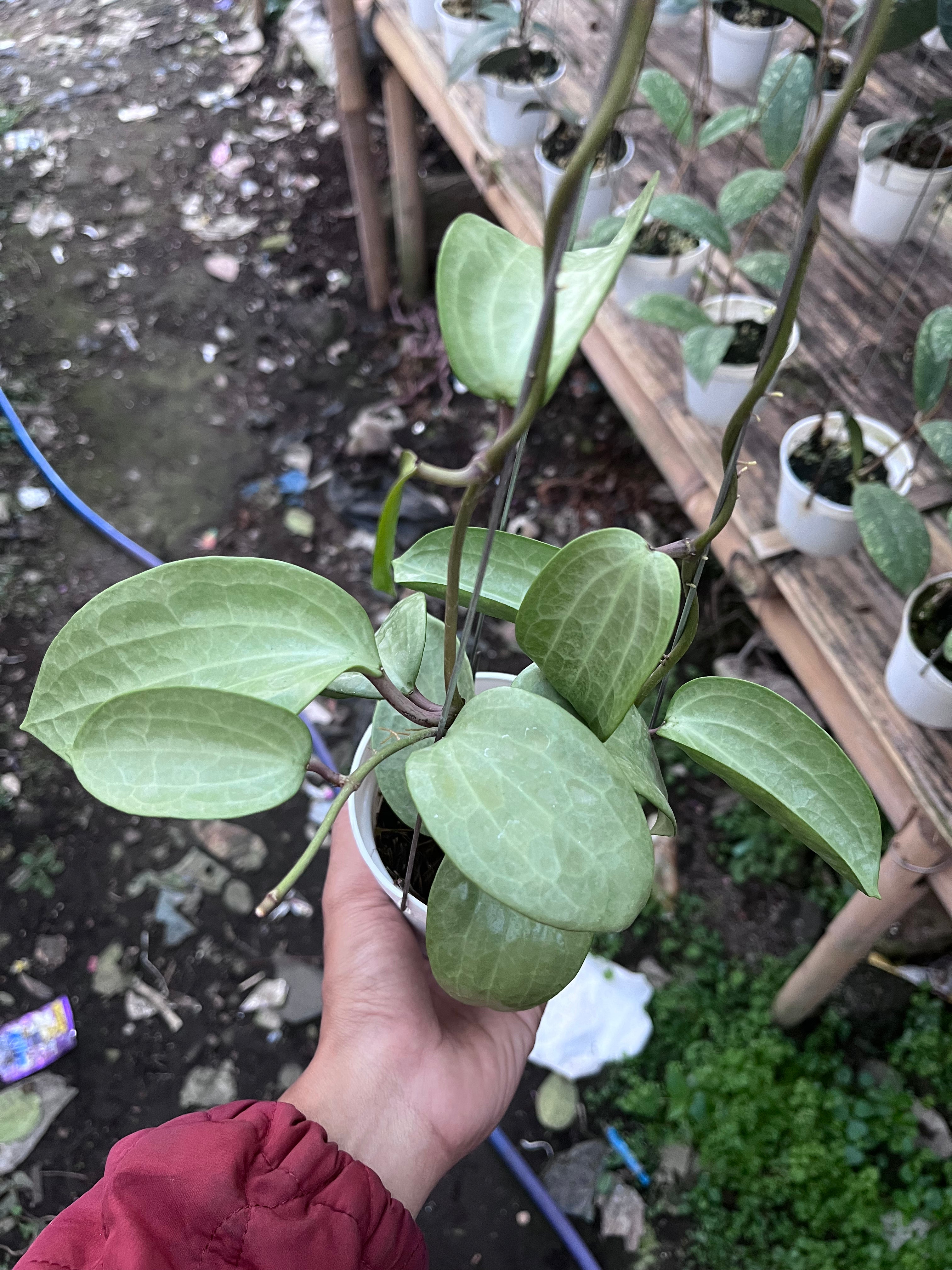 Hoya Latifolia Fillea