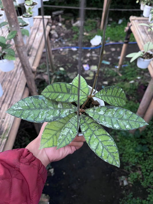 Hoya Callistophylla Splash