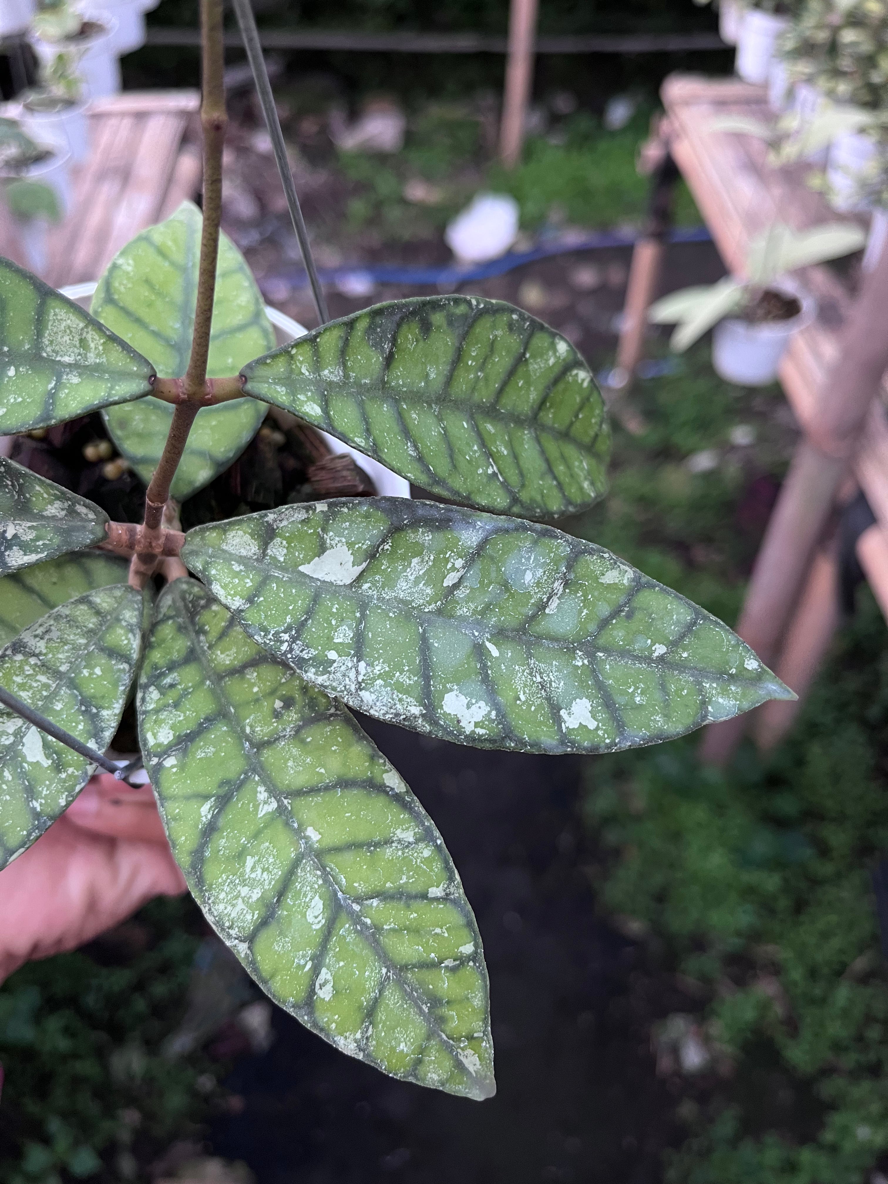 Hoya Callistophylla Splash