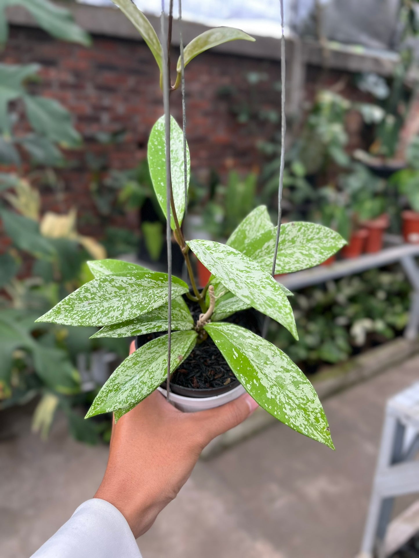 Hoya Pubycalix Splash