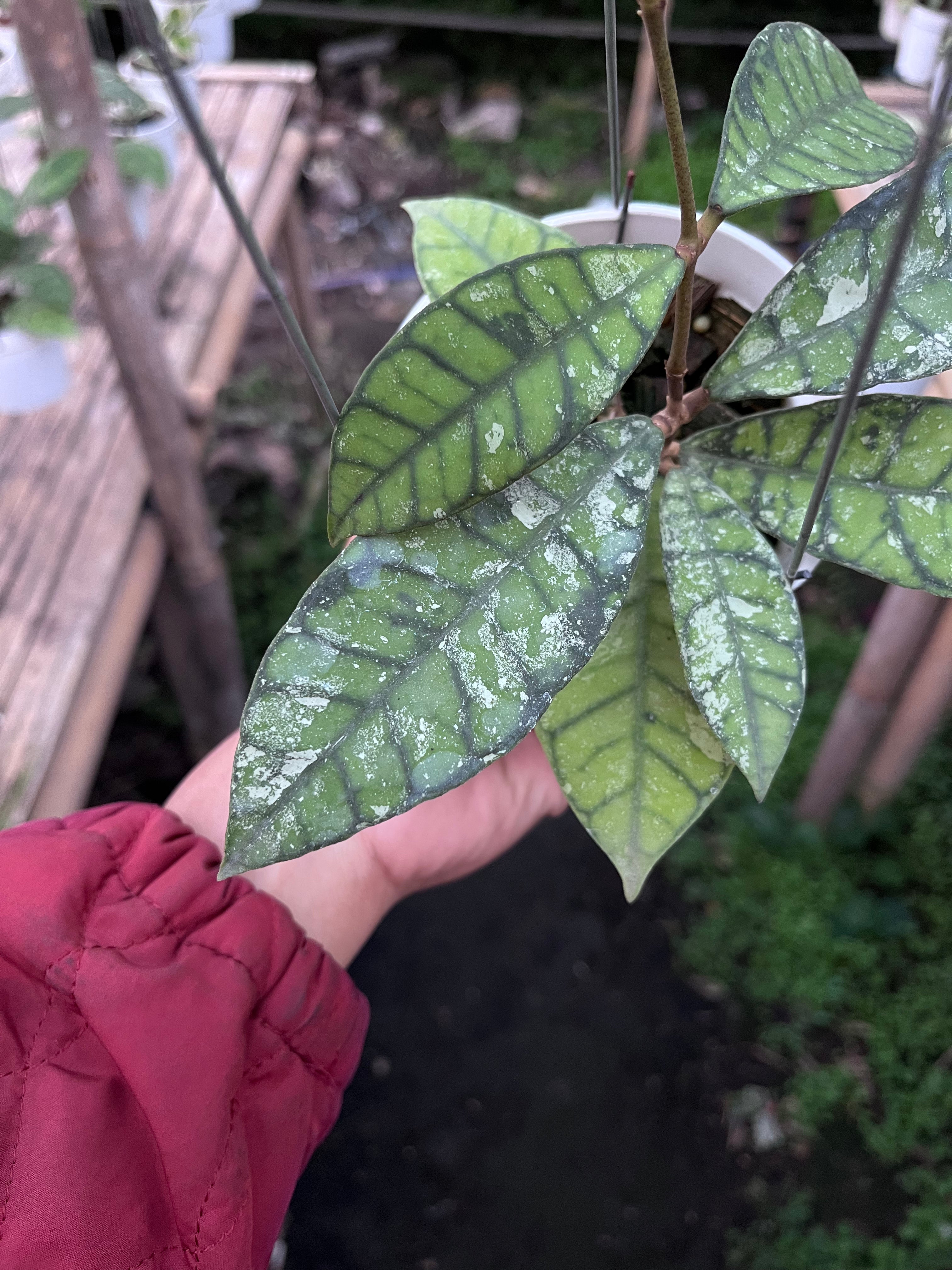 Hoya Callistophylla Splash