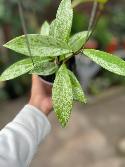 Hoya Pubycalix Splash