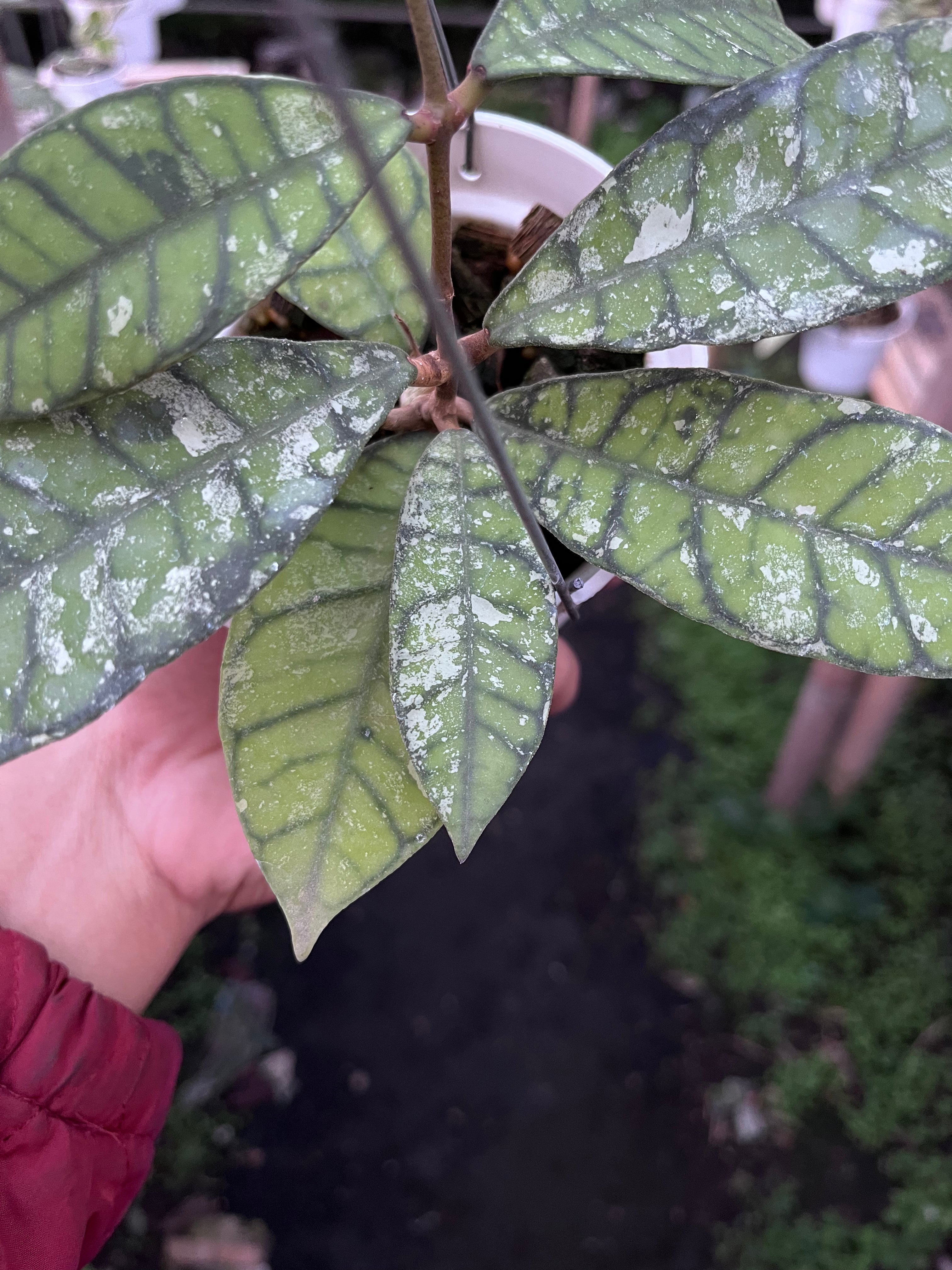 Hoya Callistophylla Splash