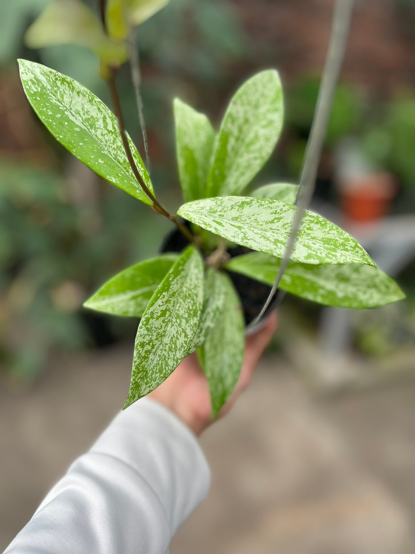 Hoya Pubycalix Splash
