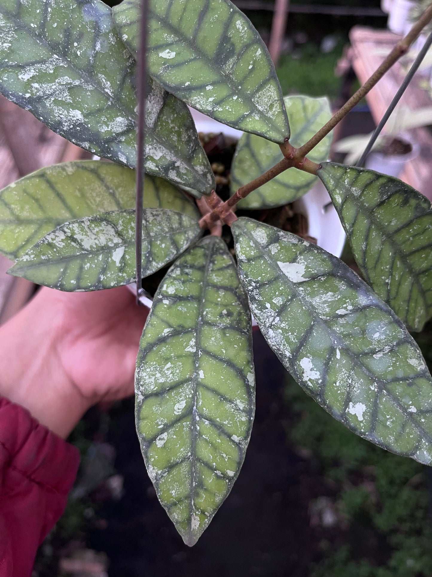Hoya Callistophylla Splash