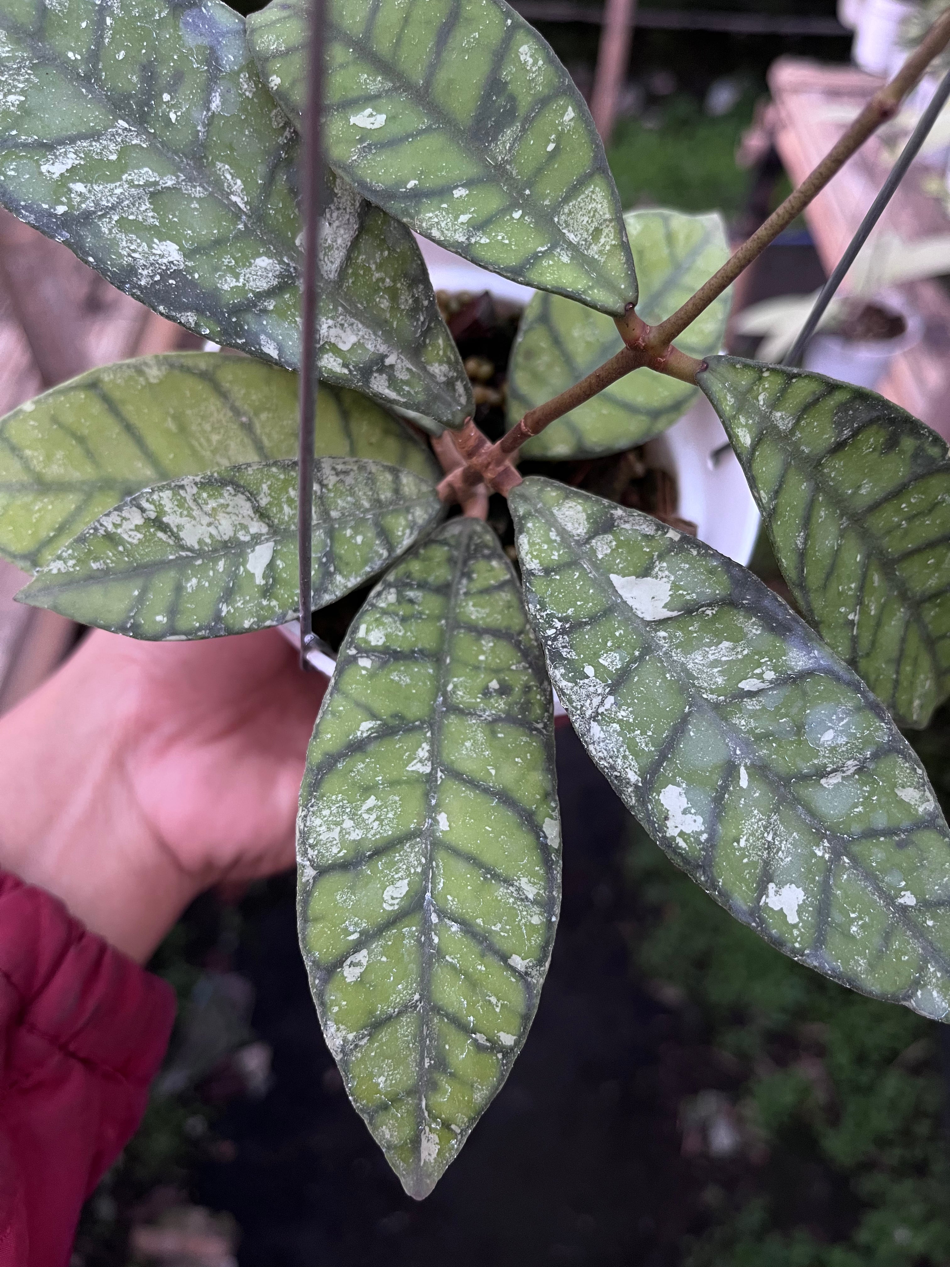 Hoya Callistophylla Splash