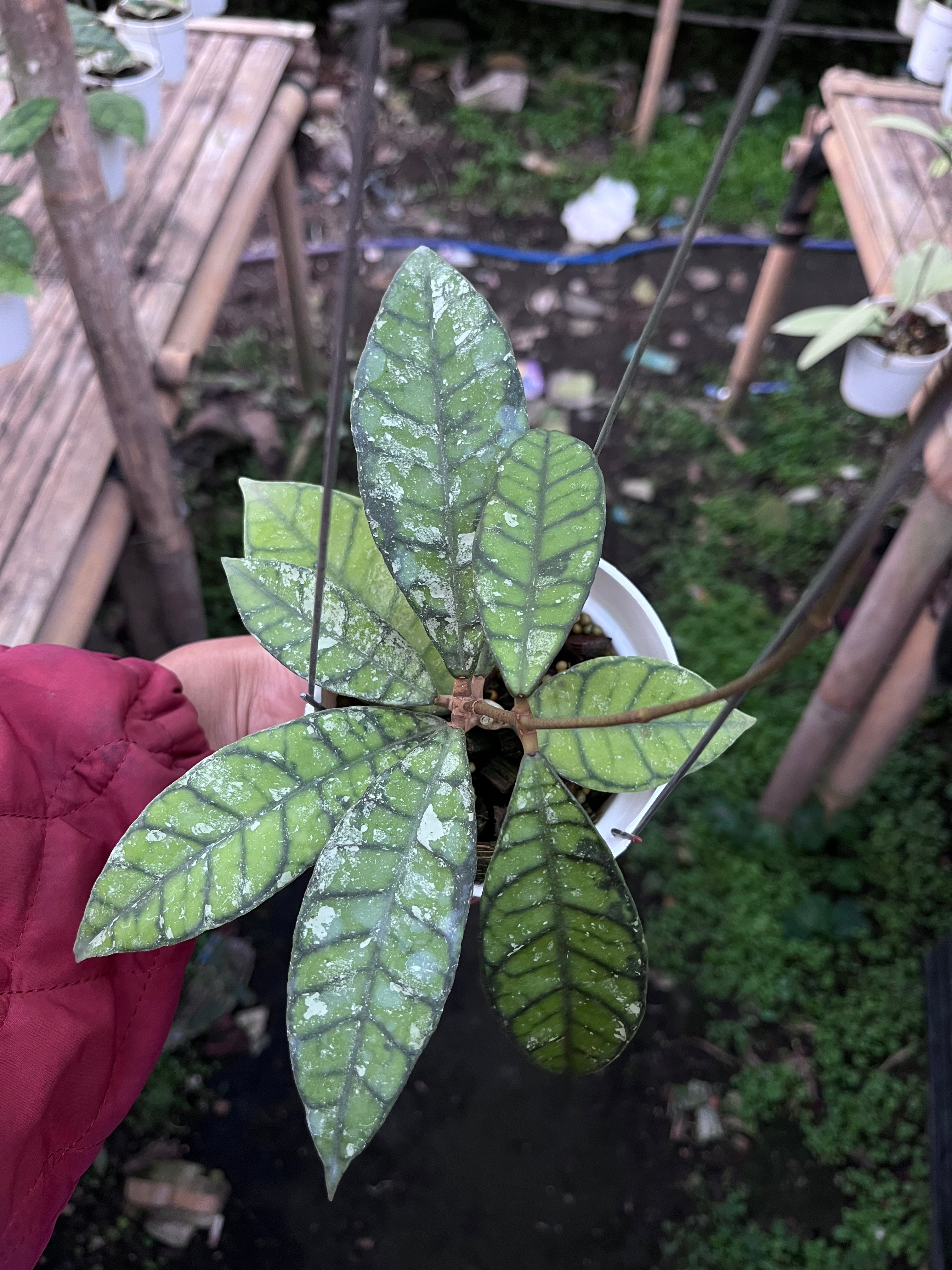 Hoya Callistophylla Splash