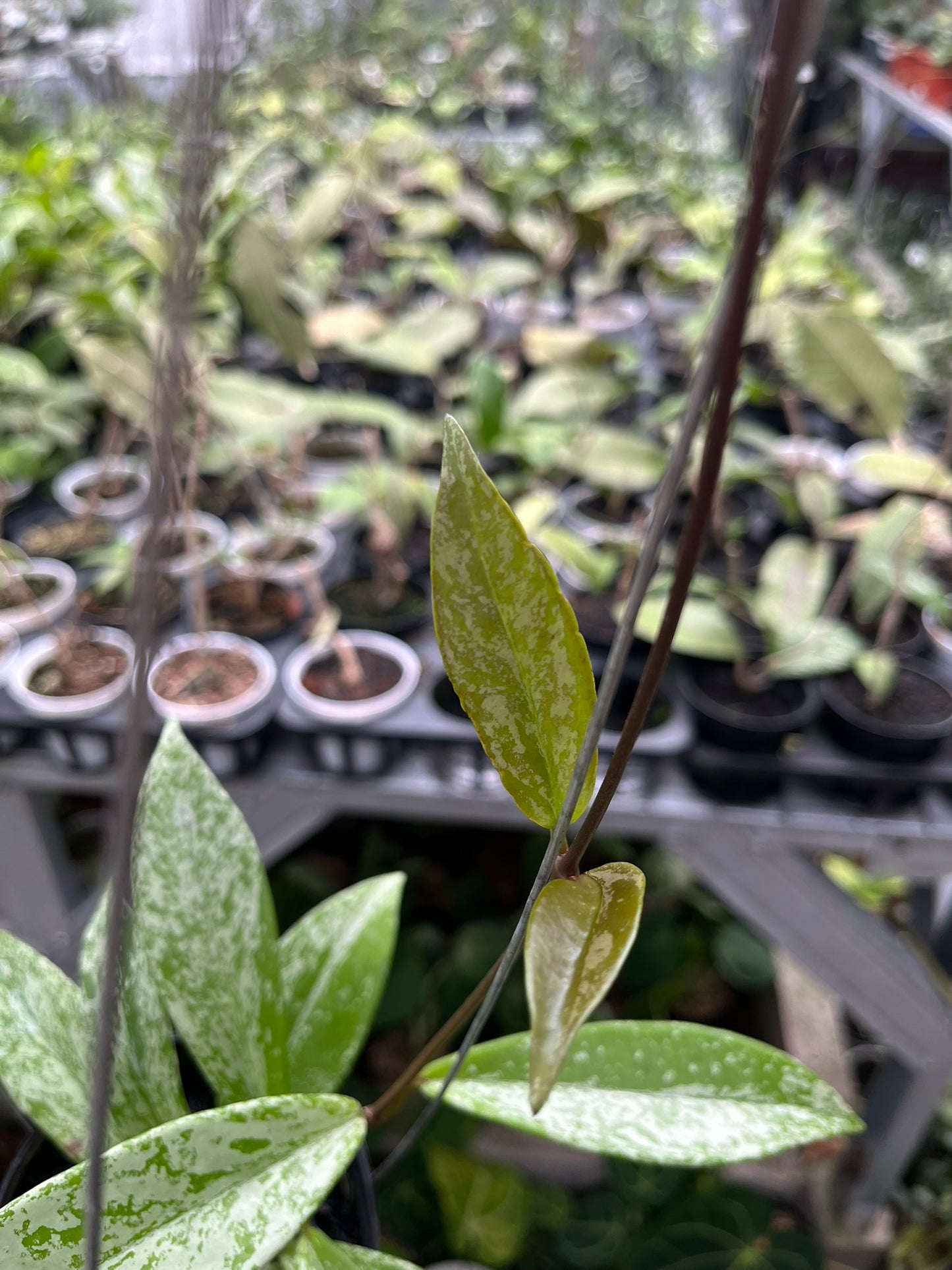 Hoya Pubycalix Splash