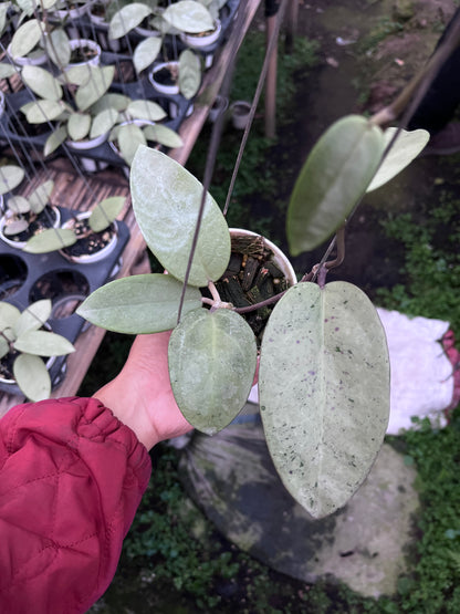 Hoya Silver Dollar