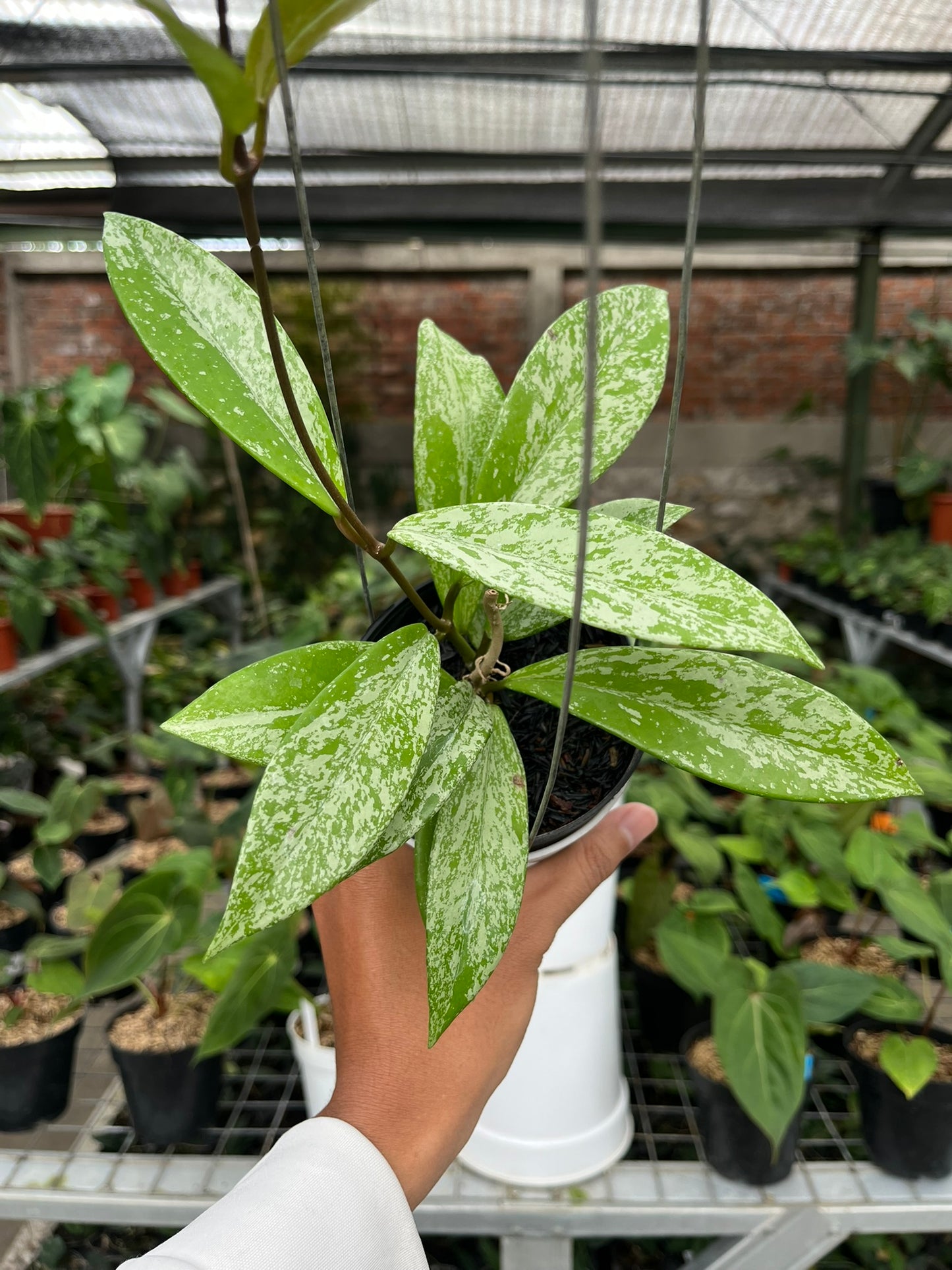 Hoya Pubycalix Splash