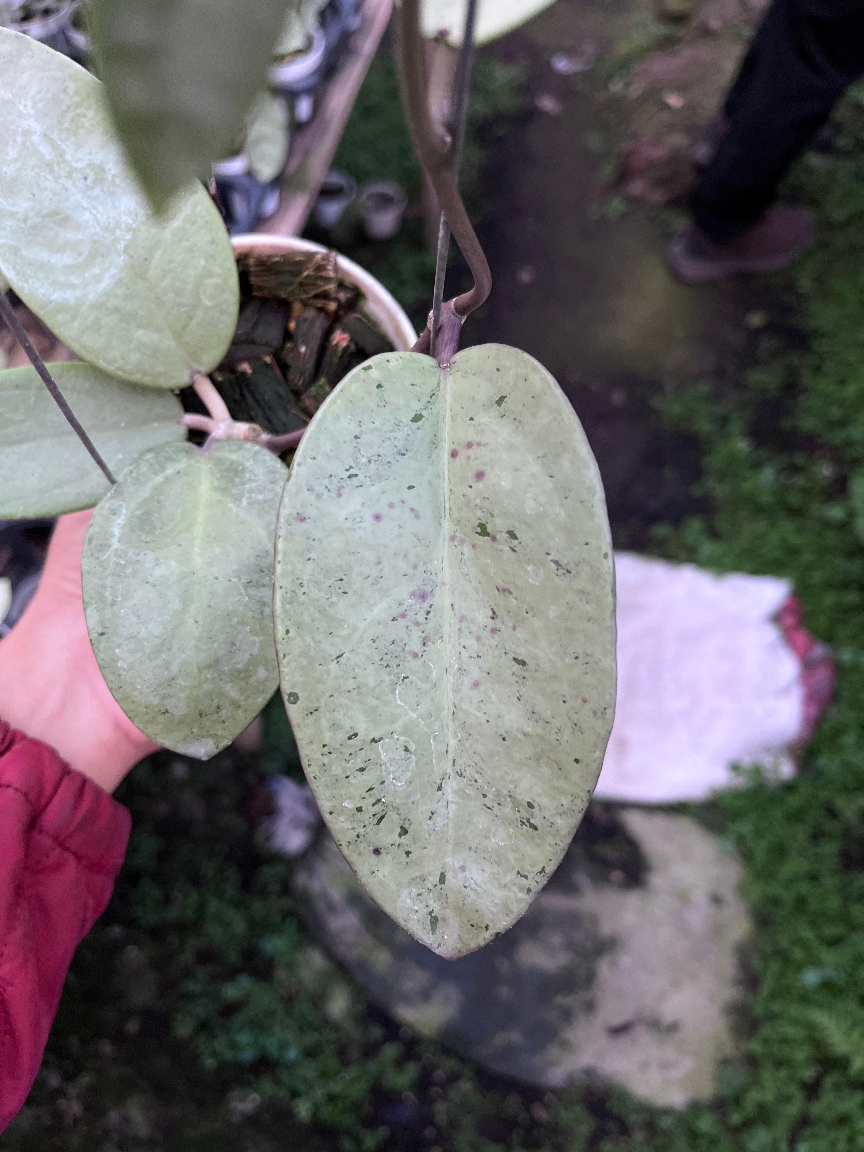 Hoya Silver Dollar