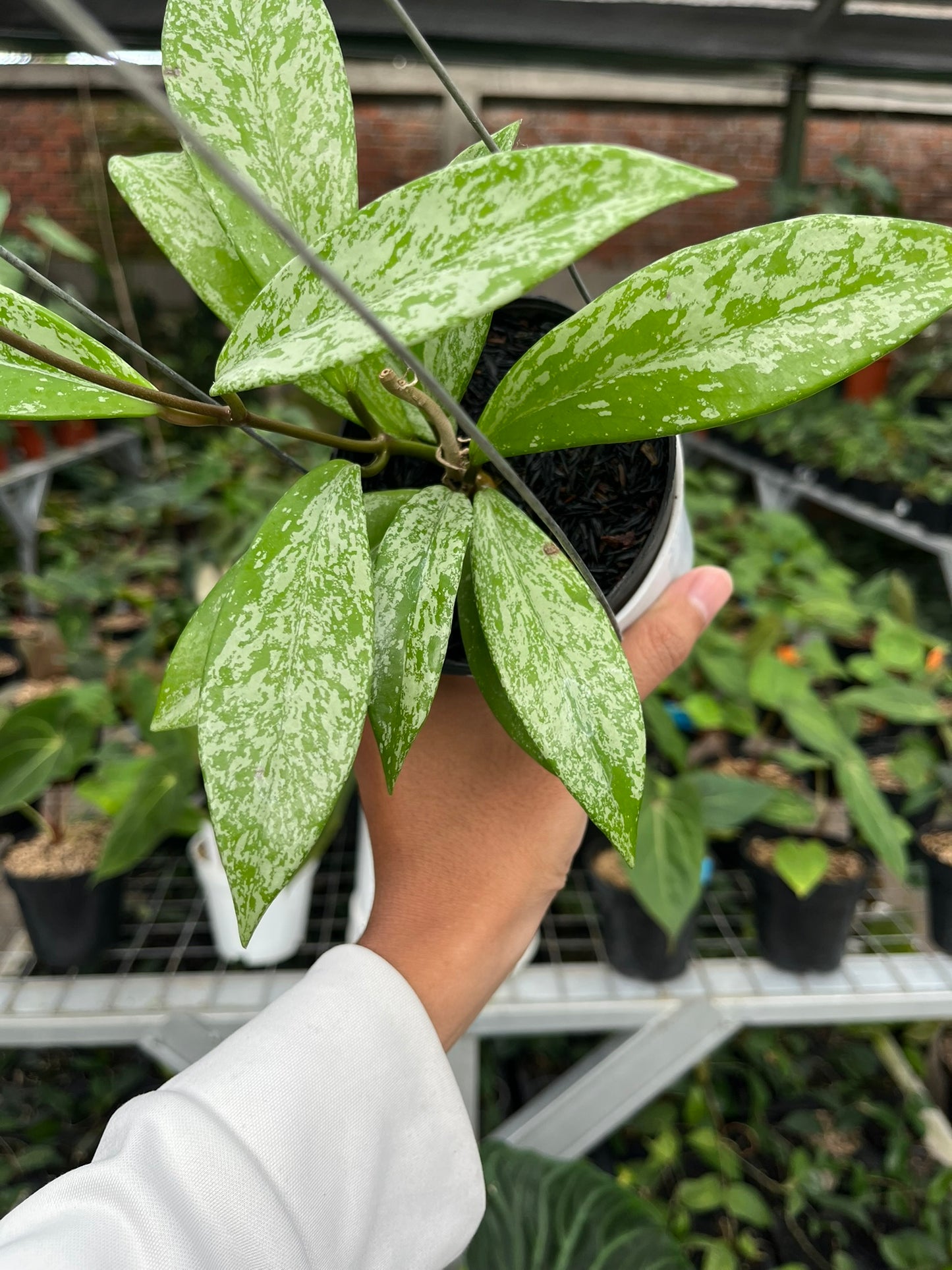 Hoya Pubycalix Splash