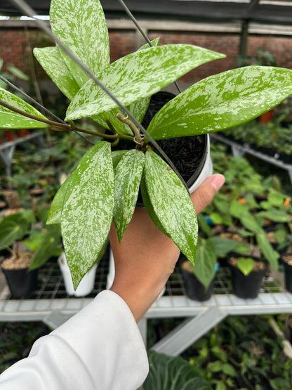 Hoya Pubycalix Splash