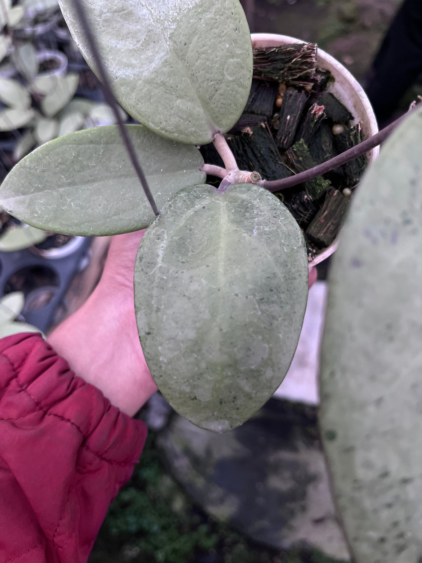 Hoya Silver Dollar
