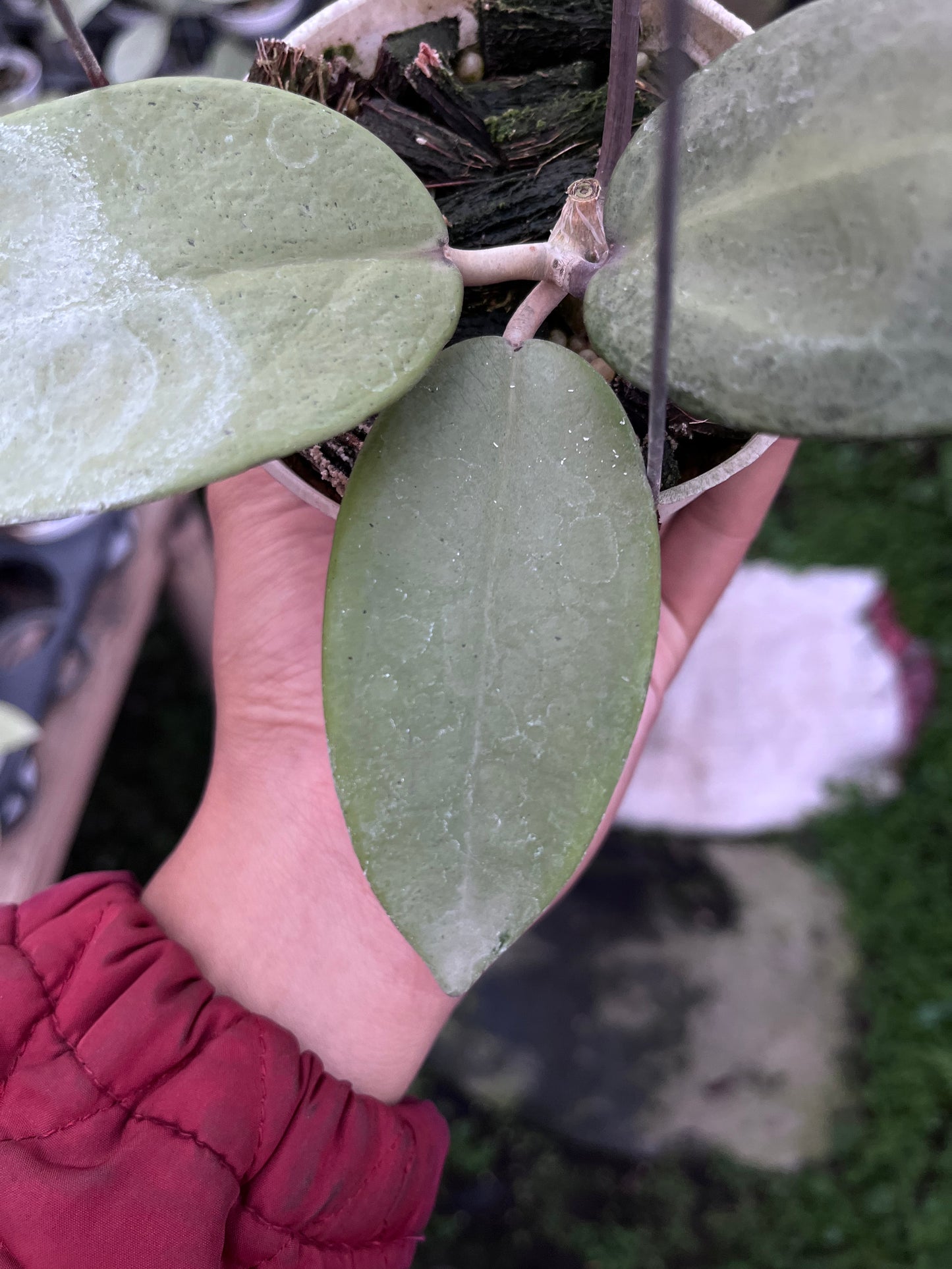 Hoya Silver Dollar