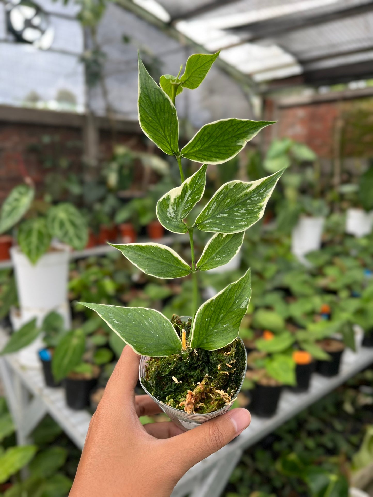 Hoya Polyneura outer Variegated