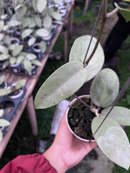 Hoya Silver Dollar