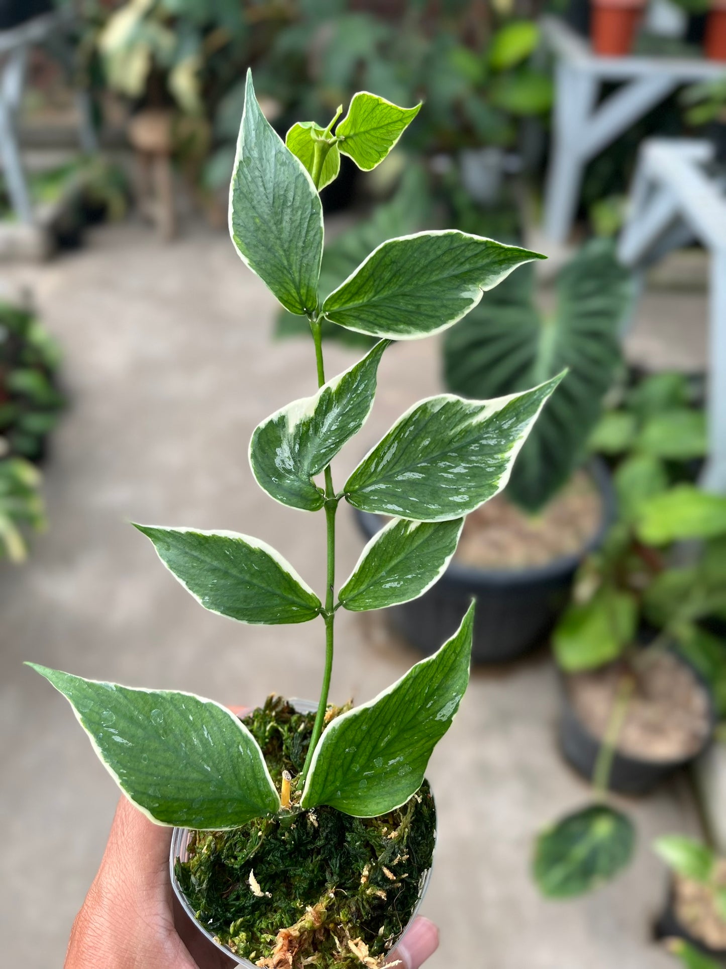Hoya Polyneura outer Variegated