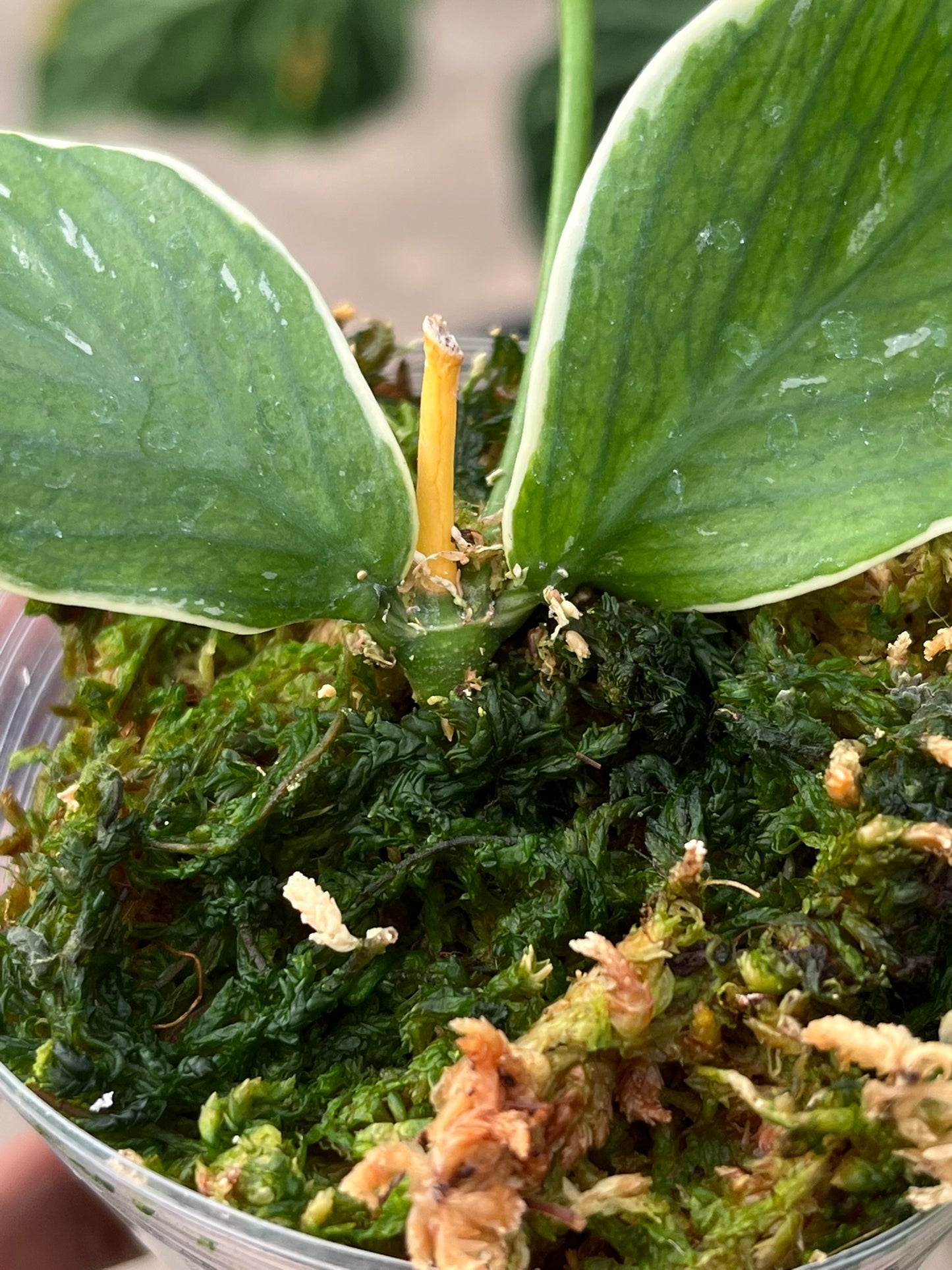 Hoya Polyneura outer Variegated