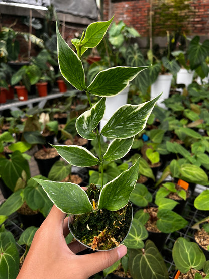 Hoya Polyneura outer Variegated
