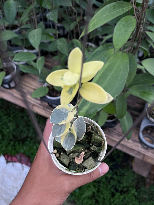 Hoya Cumingiana Albo