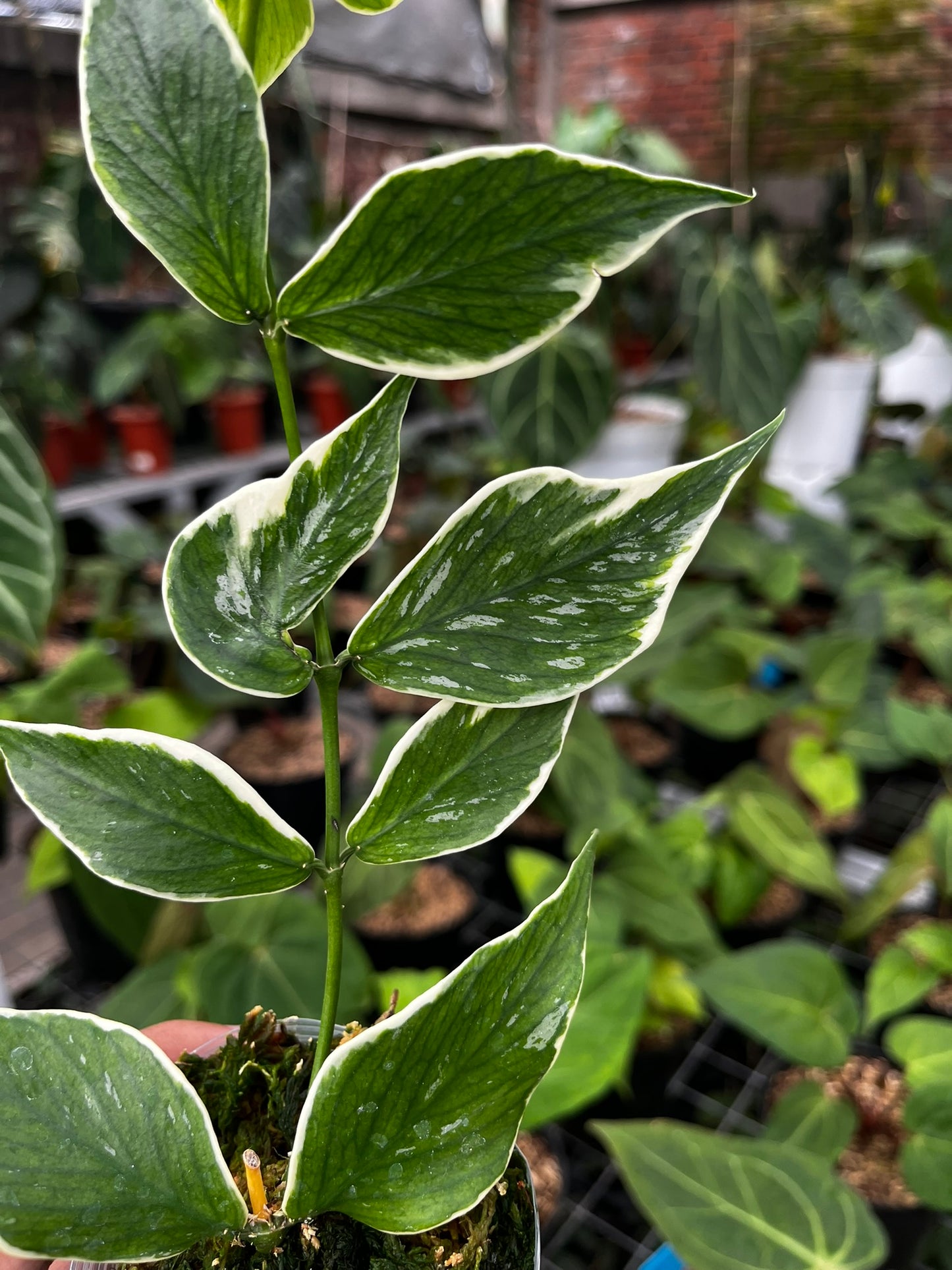 Hoya Polyneura outer Variegated