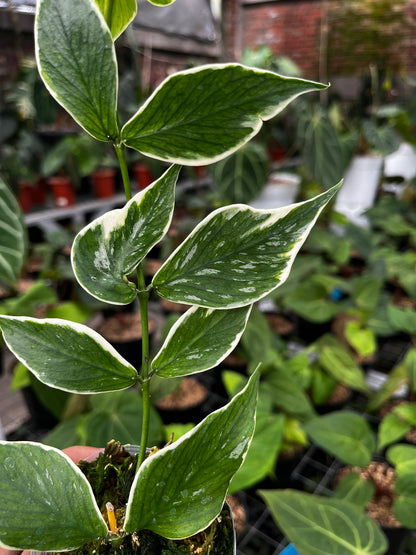 Hoya Polyneura outer Variegated
