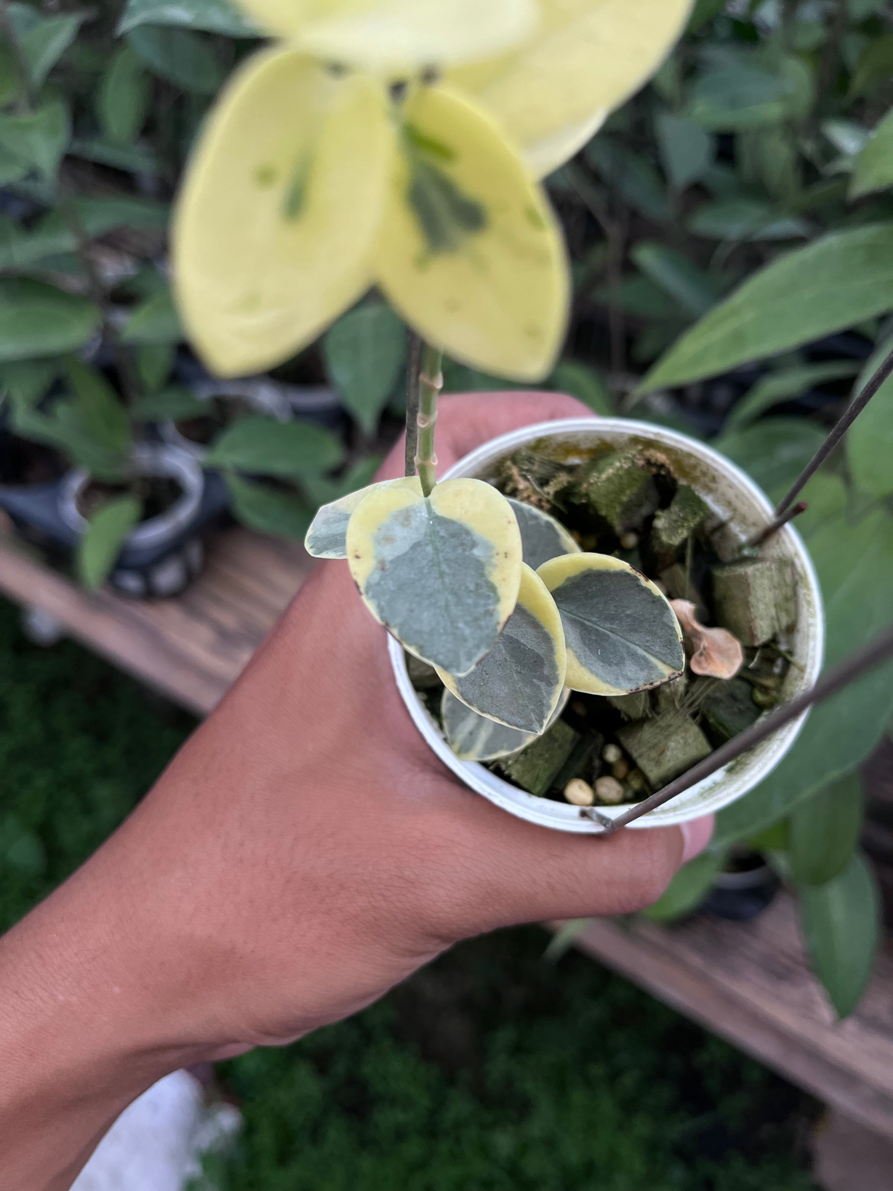 Hoya Cumingiana Albo