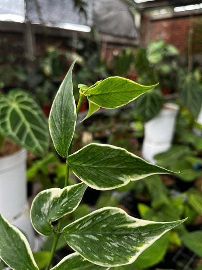 Hoya Polyneura outer Variegated