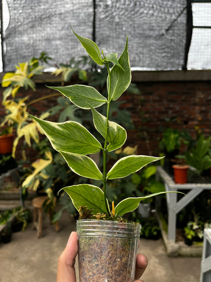 Hoya Polyneura outer Variegated