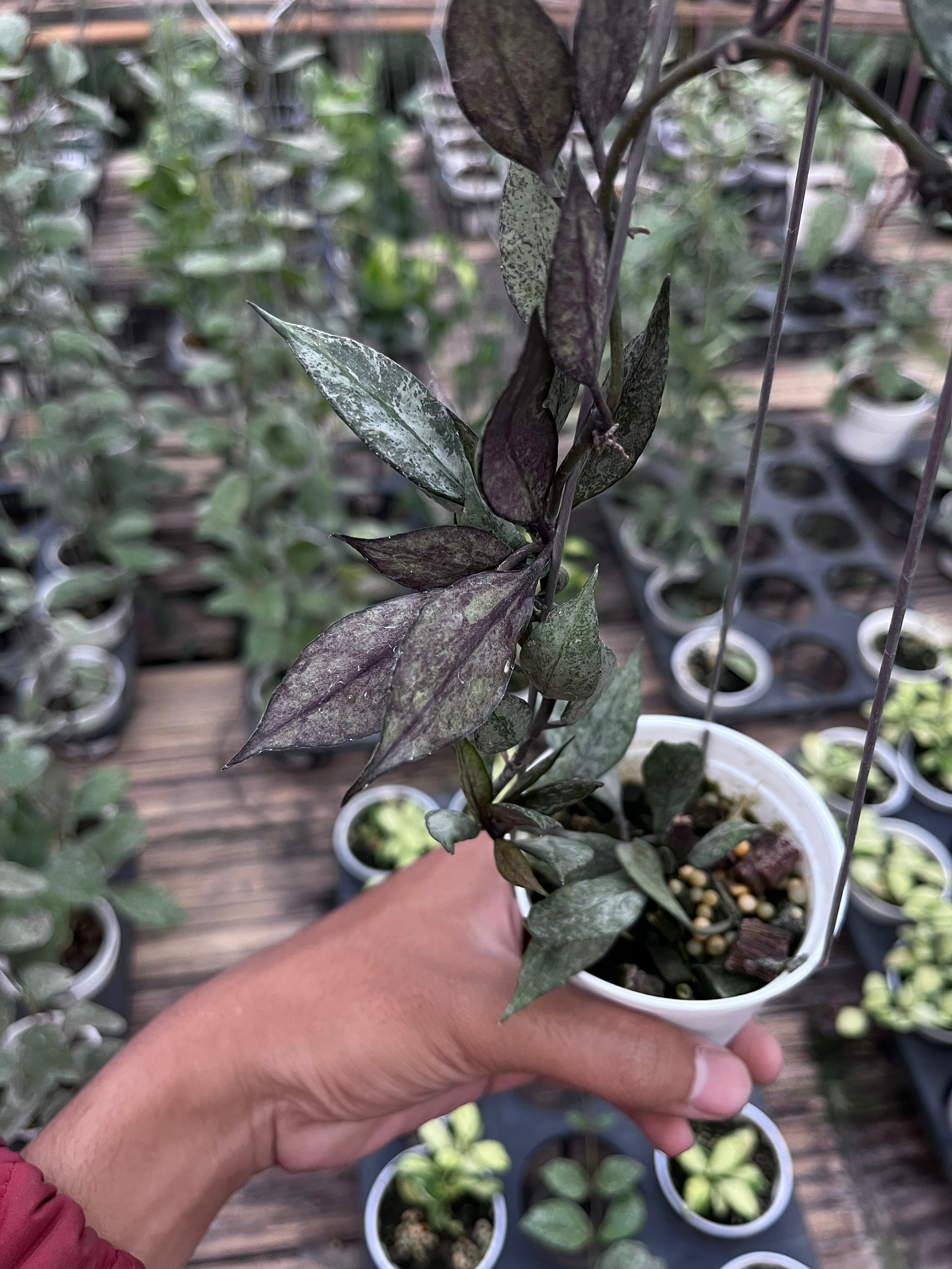 Hoya Lacunosa Black Pearl
