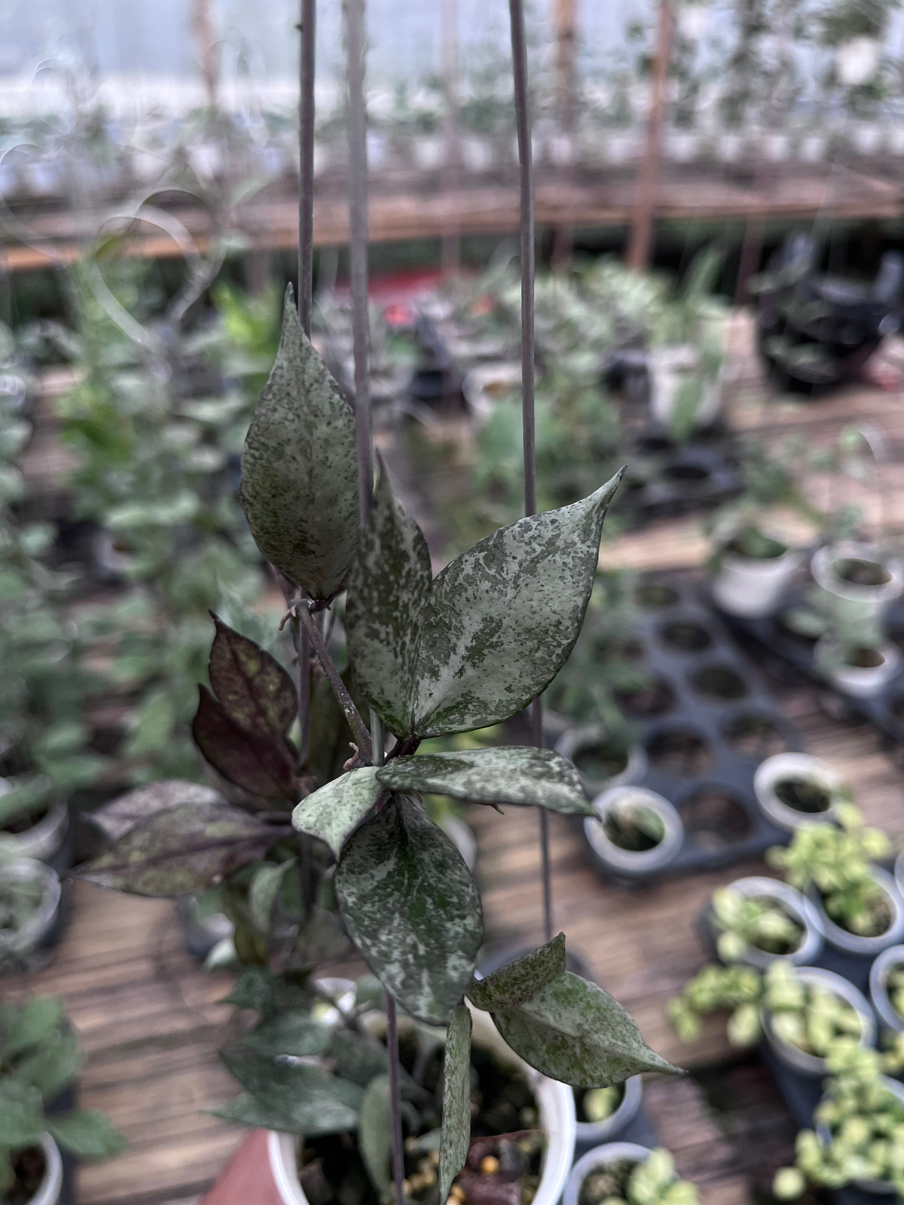 Hoya Lacunosa Black Pearl
