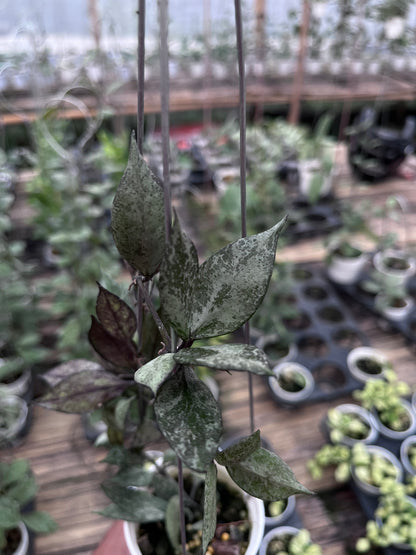 Hoya Lacunosa Black Pearl