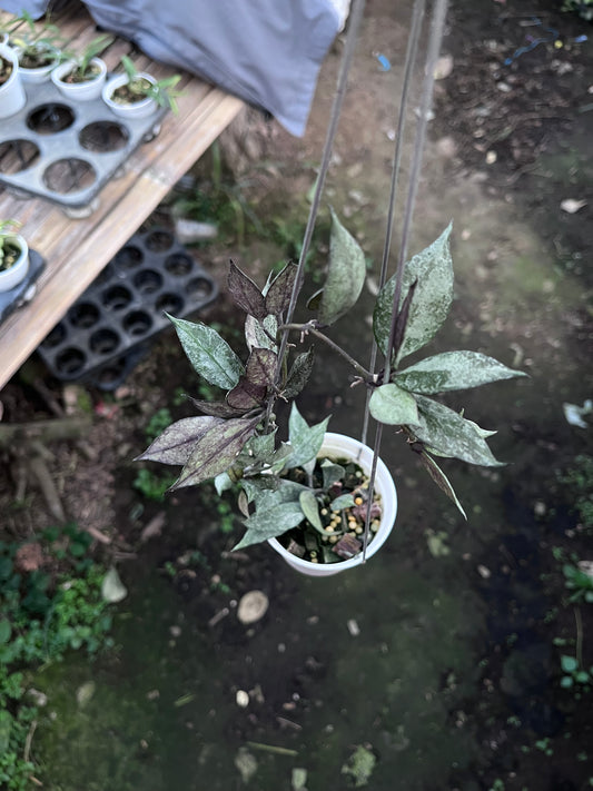 Hoya Lacunosa Black Pearl
