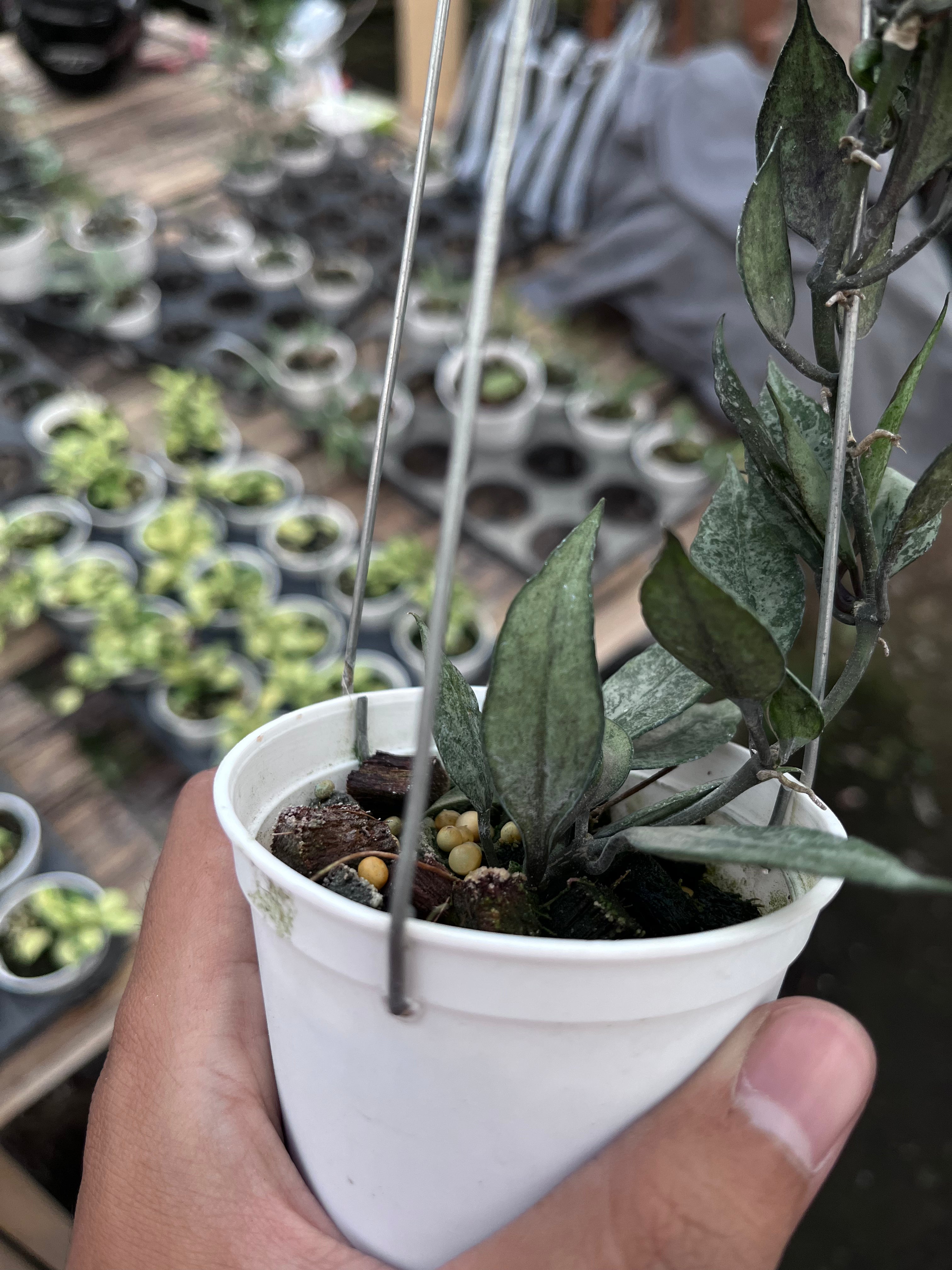 Hoya Lacunosa Black Pearl