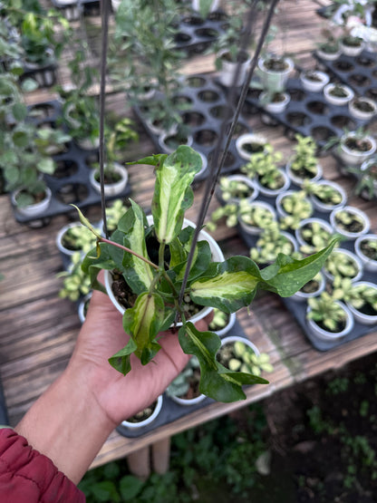 Hoya Kenejiana Inner