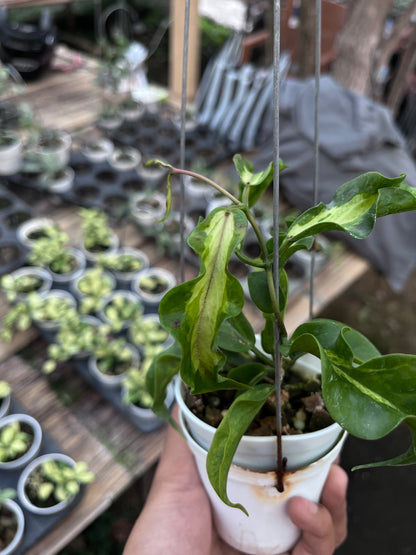 Hoya Kenejiana Inner