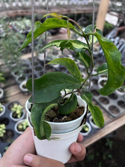 Hoya Kenejiana Inner