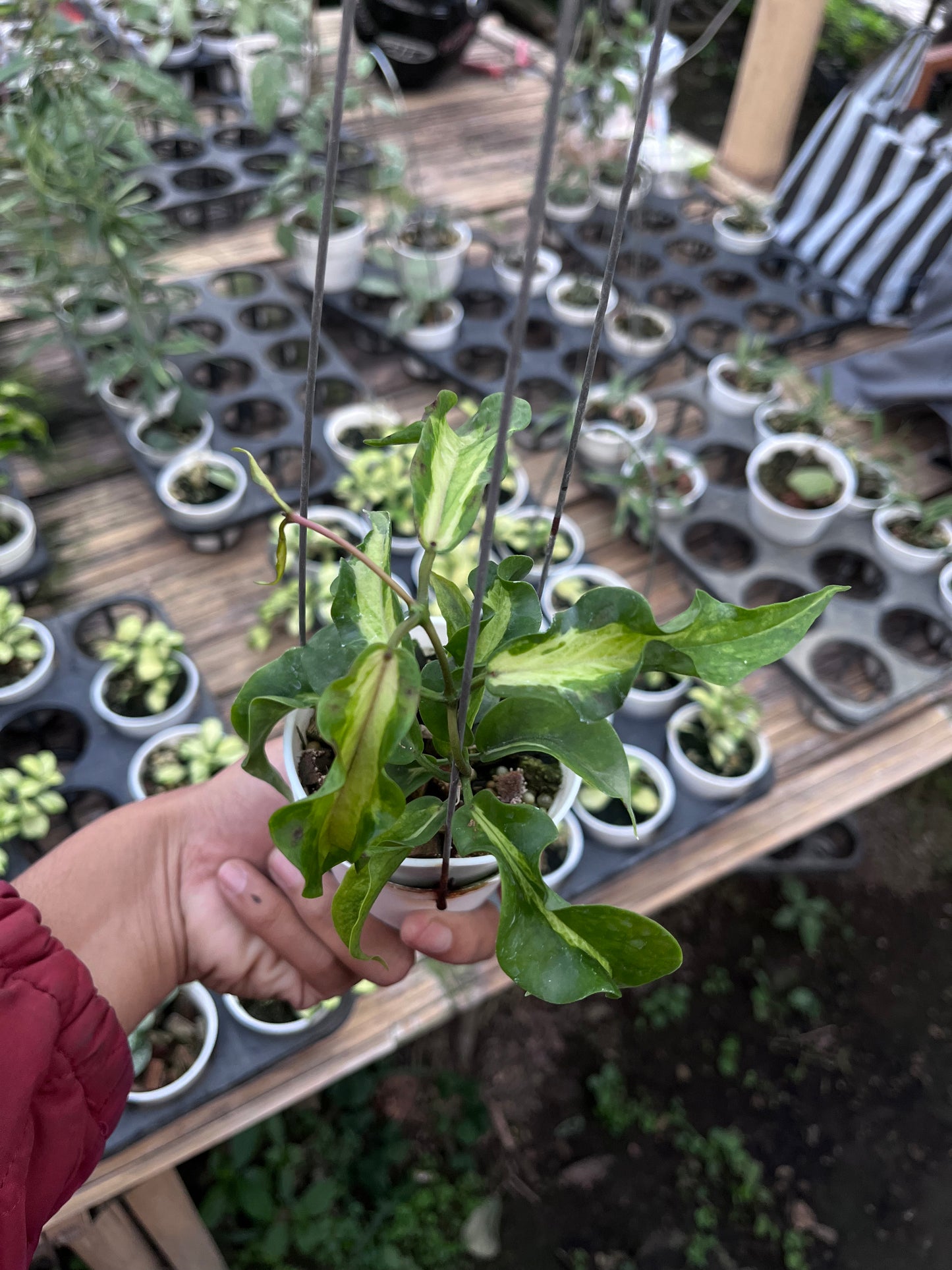 Hoya Kenejiana Inner