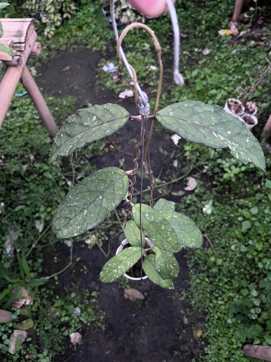 Hoya Sp Aceh Takengon