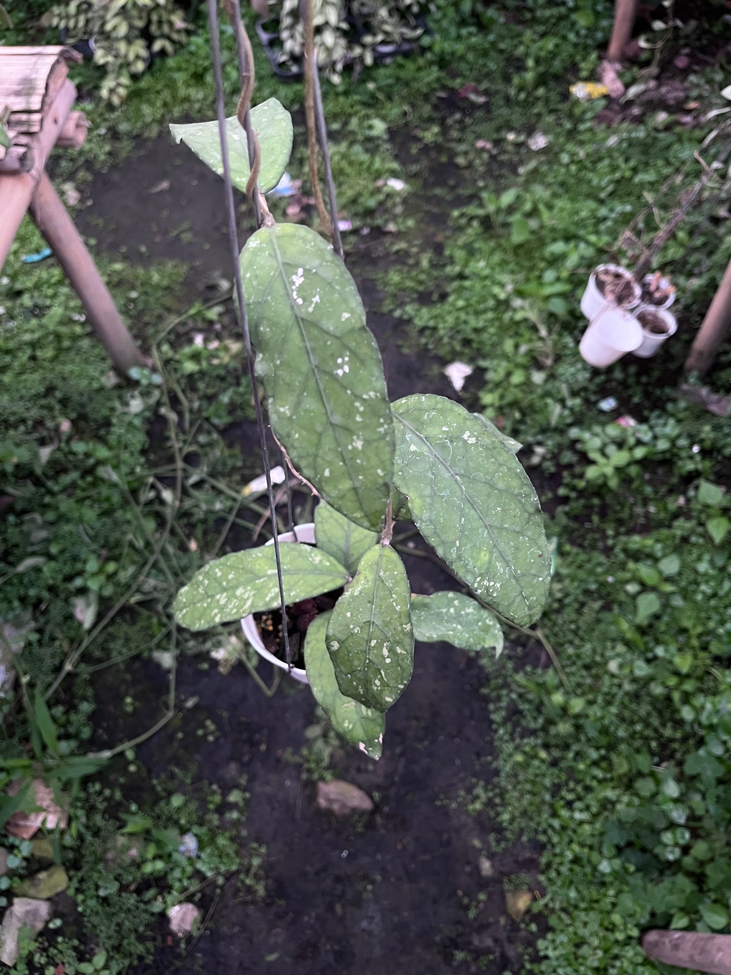 Hoya Sp Aceh Takengon
