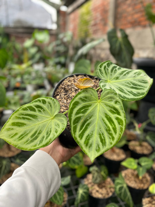Anthurium Silver Blush