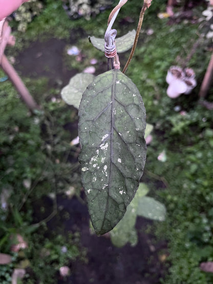 Hoya Sp Aceh Takengon