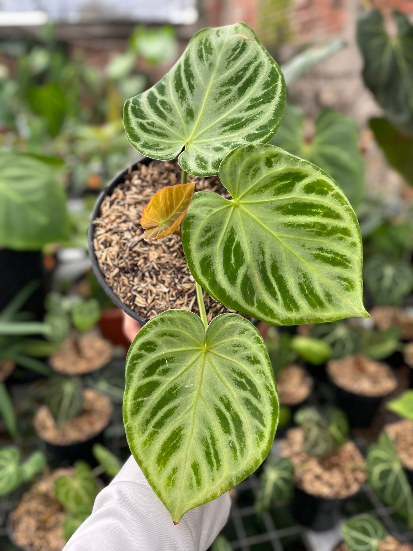 Anthurium Silver Blush
