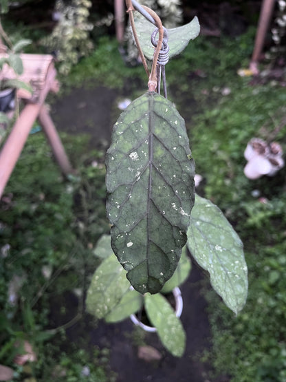 Hoya Sp Aceh Takengon