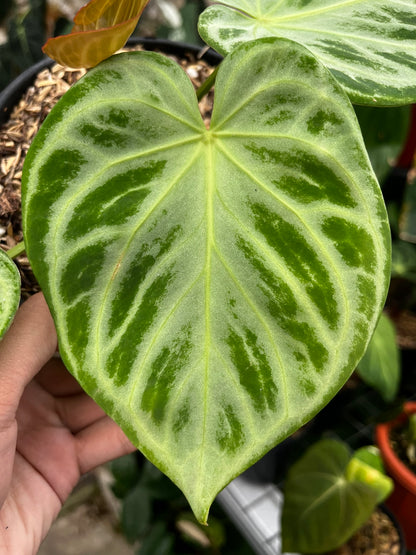 Anthurium Silver Blush
