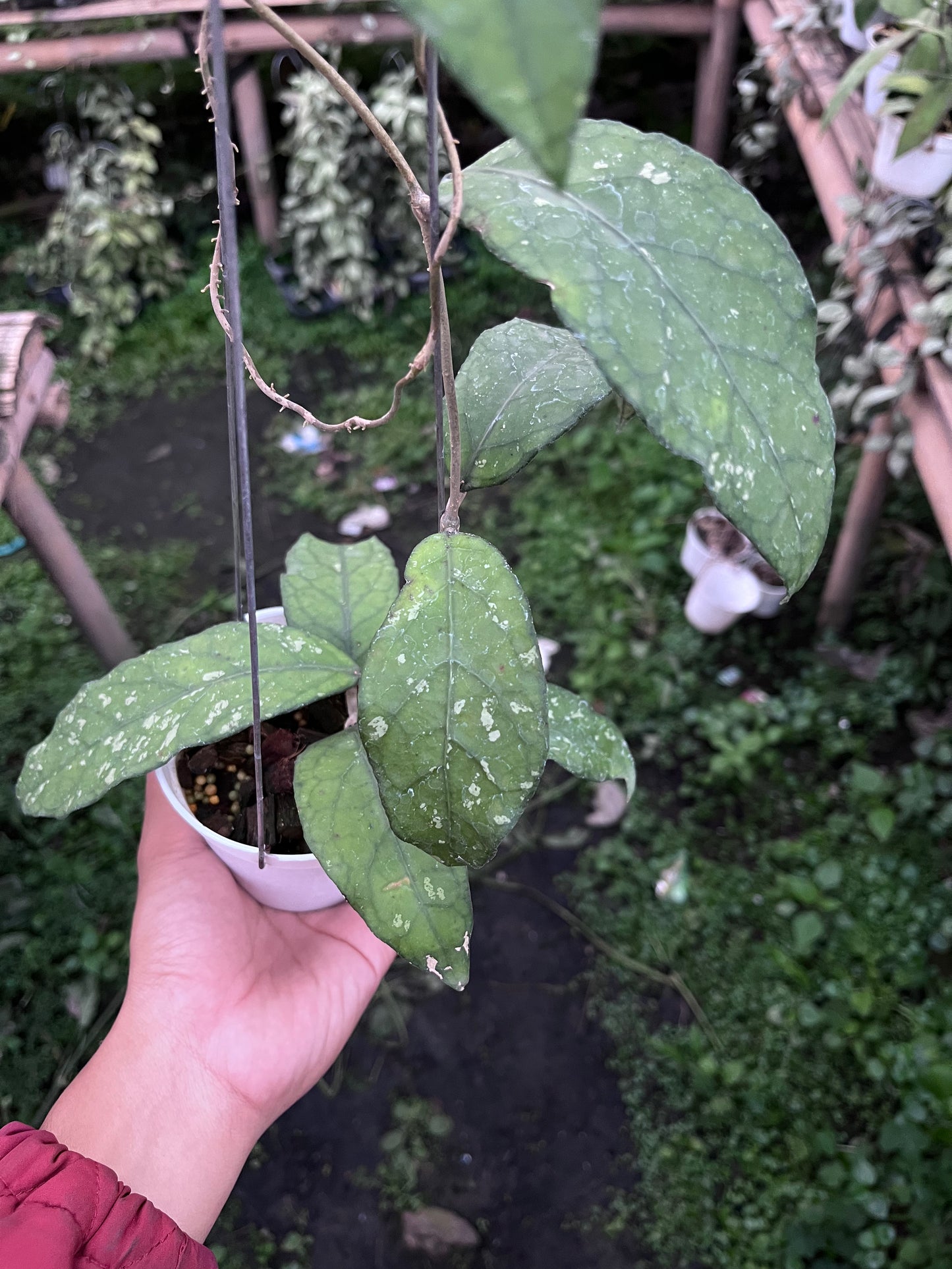 Hoya Sp Aceh Takengon