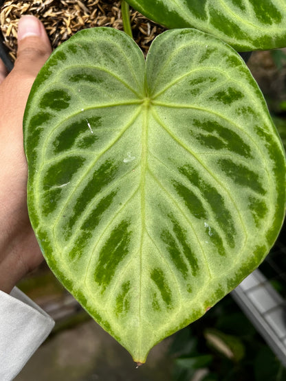 Anthurium Silver Blush